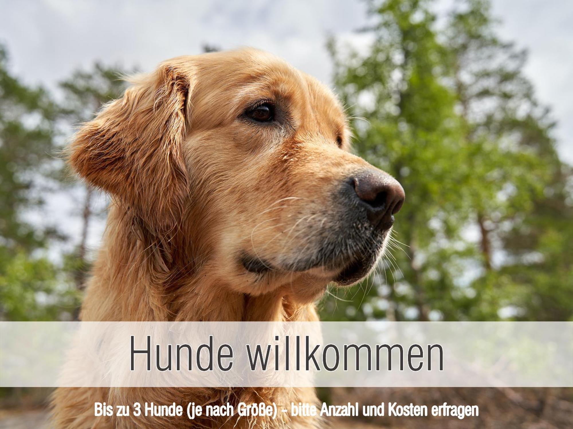 Huette41: Ganze Huette Nah Am See Mit Privatem Whirlpool, Sauna. Umzaeunt. Waldkirchen Extérieur photo